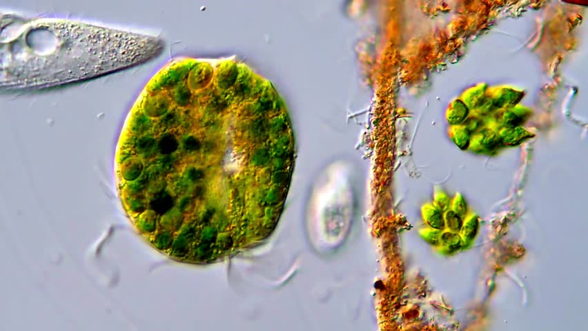 High Definition Footage of polychaete Worm Under Microscope