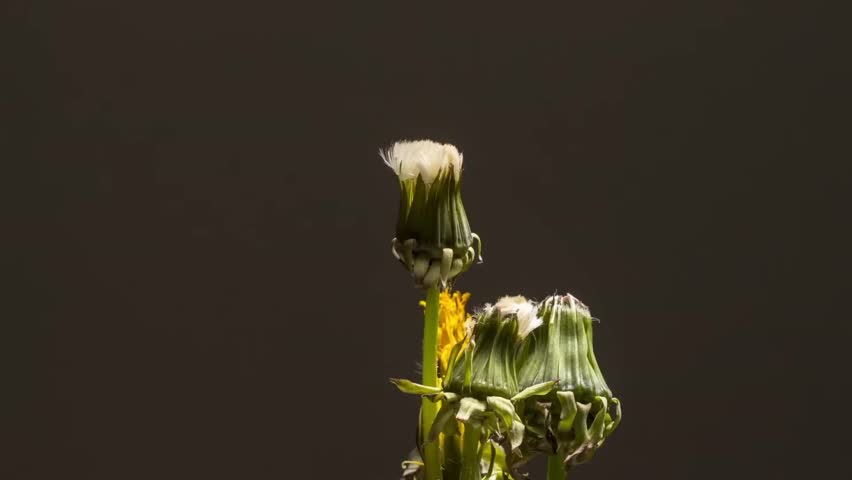 Close-up of dandelion seed heads and unopened buds against a dark background.