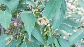 Exploring the Unique Winged Seeds of Maple Trees and Their Natural Dispersal Mechanism - Powered by Shutterstock - Get 15% off with code: PIKWIZARD15