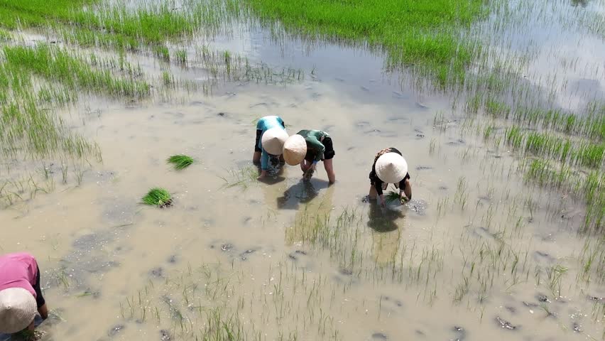 A series of drone clips showing farmers wearing conical hats and transplanting rice seedlings by hand in a muddy rice paddy in Vietnam. The footage captures this traditional agricultural practice.
