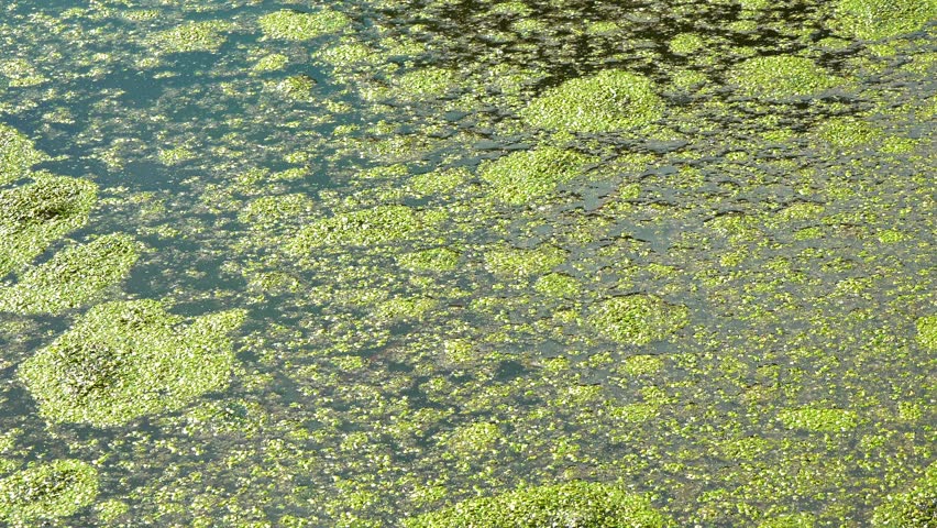 Aquatic plants rootless duckweed Wolffia arrhiza and duckweed Lemna turionifera, Odessa