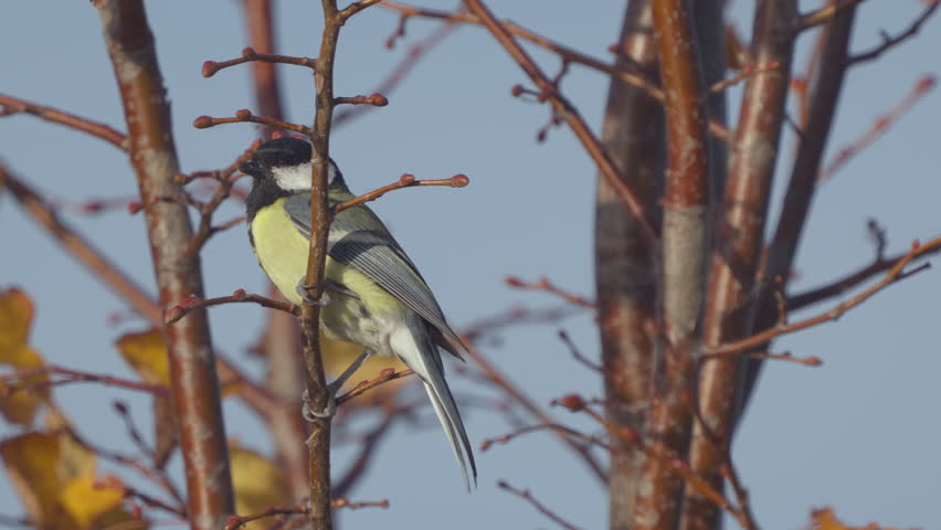 A great tit (Parus major) perches on a tree branch with yellow leaves against a blue sky. Close-up. Wildlife. 	