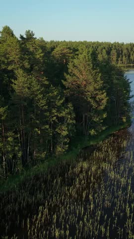 Forest edge and coniferous trees growing on the shore of a forest lake. A stunning natural lakeshore landscape. The nature of Europe and the Scandinavian countries.