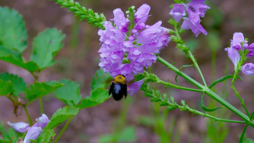 Slow Motion Close-up of a Carpenter Bee Pollinating a Purple Flower Cluster
