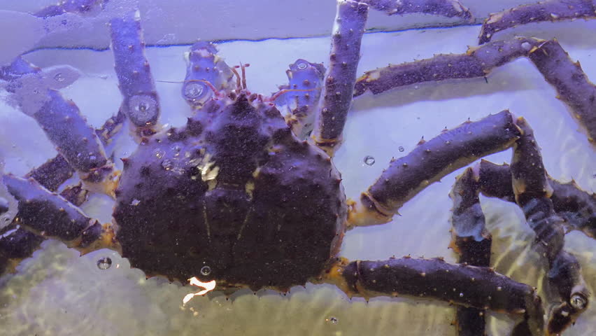 Close-Up Fresh Alaska King Crab at Fish Market