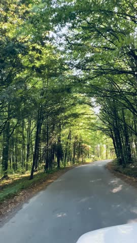 A trip on an asphalt road. Green lush trees. Autumn