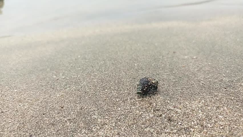Background: A hermit crab is walking on the sand on the beach with the waves crashing.