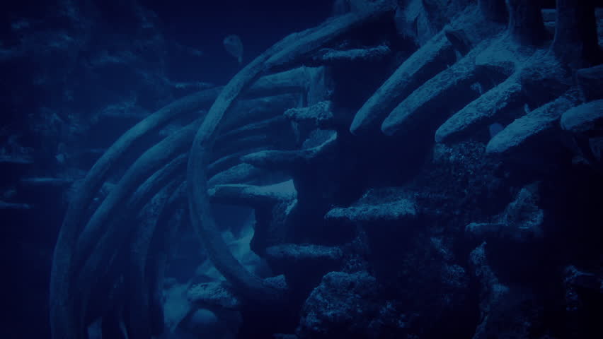 Whale Skeleton On Ocean Floor