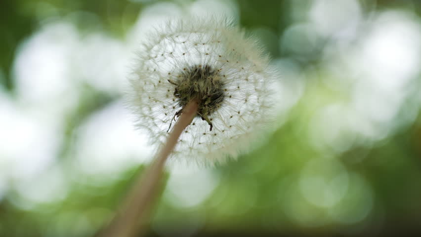 Macro view of a fragile dandelion against a soft green background.