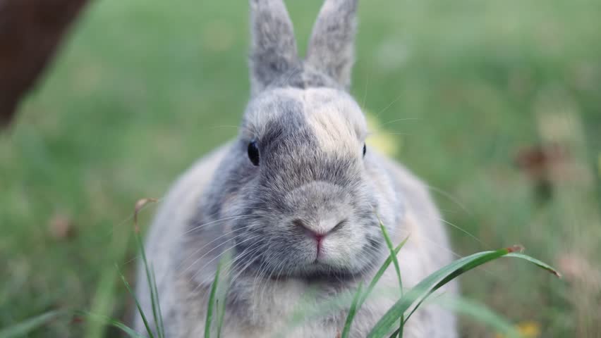 Little funny grey rabbit sitting outdoors. Rabbit Snout and whiskers close up. Macro shot of sniffing bunny nose.