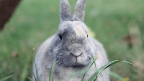 Little funny grey rabbit sitting outdoors. Rabbit Snout and whiskers close up. Macro shot of sniffing bunny nose. - Powered by Shutterstock - Get 15% off with code: PIKWIZARD15