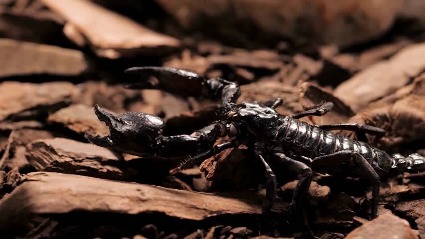 Closeup of black scorpion walking slowly