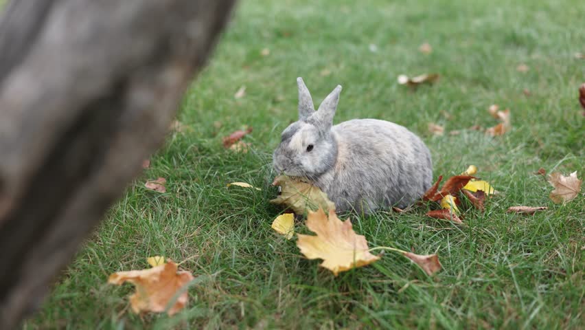 Funny cute grey bunny eating, chewing grass in park. Adorable pet, domestic animal sitting, having meal. Easter rabbit or rodent at outdoors.