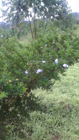Wind blowing a golden dewdrops tree.