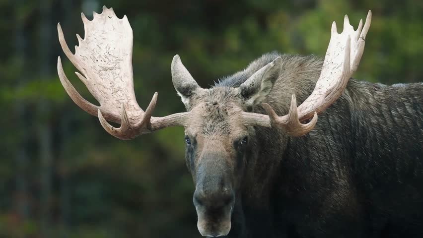 Stunning close-up of a moose in Jasper National Park, Canada, highlighting its majestic features and natural habitat—perfect for wildlife, nature photography, Canadian landscapes.
