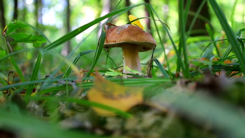 A hand picking a white mushroom in a bright autumn forest. Sun rays filter through golden leaves. Sharp grass in the foreground, with the background of the hand and mushroom artistically blurred.