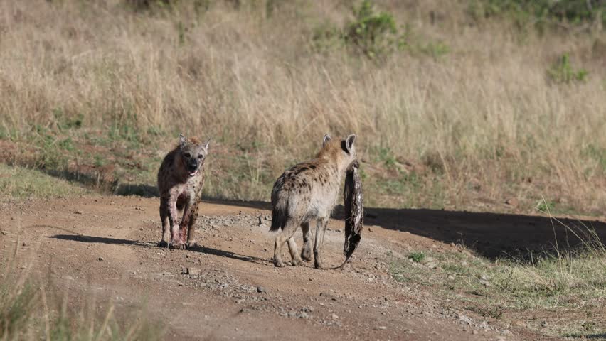 4K High Quality UHD slow motion video of two hyenas strolling the iconic Masai Mara savannah. Capturing serene golden hour lighting and the untouched beauty of African wildlife.