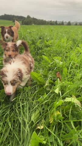 Playful dogs joyfully running in a vibrant green field filled with happiness and energy
