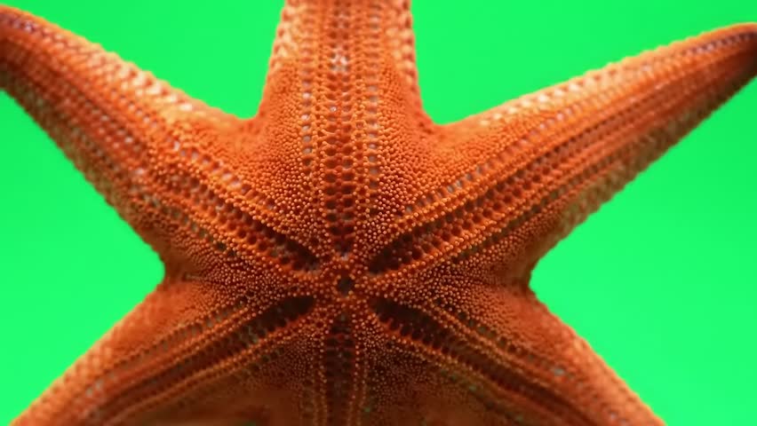 Orange starfish gracefully moves against a vibrant green backdrop in this dynamic underwater scene, perfect for ocean life education and marine biology