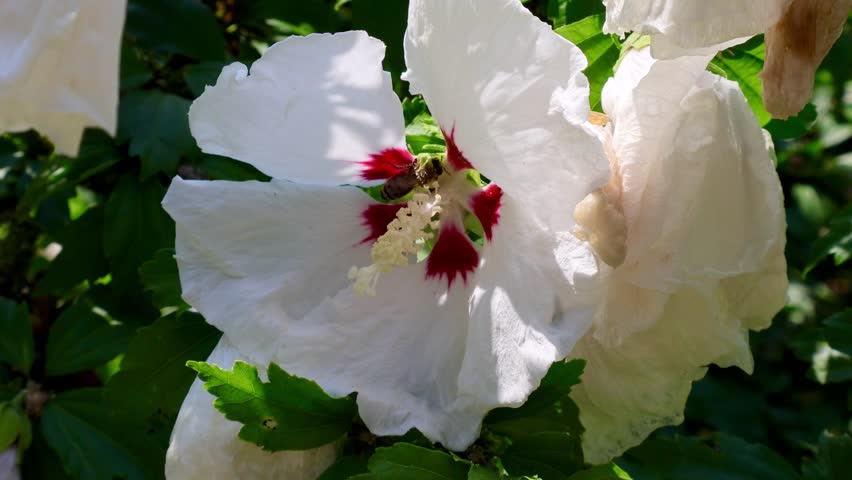 Tiny Visitor in a White Rose of Sharon. Switzerland, August 16, 2025