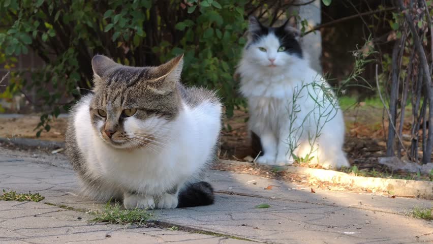 Two stray cats rest on urban paved sidewalk, one tabby-white cat in foreground gets up and walks away, showing a fluffy black-white cat sitting in background by green bush in warm sunlight.