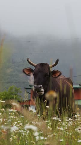 Dairy cow standing amid white daisy blossoms, gazing directly with grassy hills emerging in misty summer landscape background
