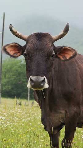 Dairy cow grazing peacefully among blooming daisies, slowly chewing grass and surveying pastoral landscape under cloudy sky