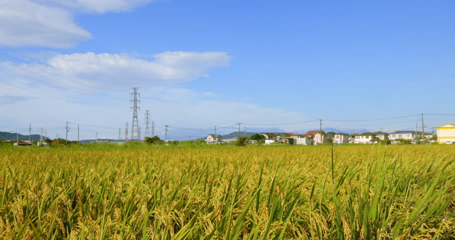 Beautifully planted rice in a paddy field