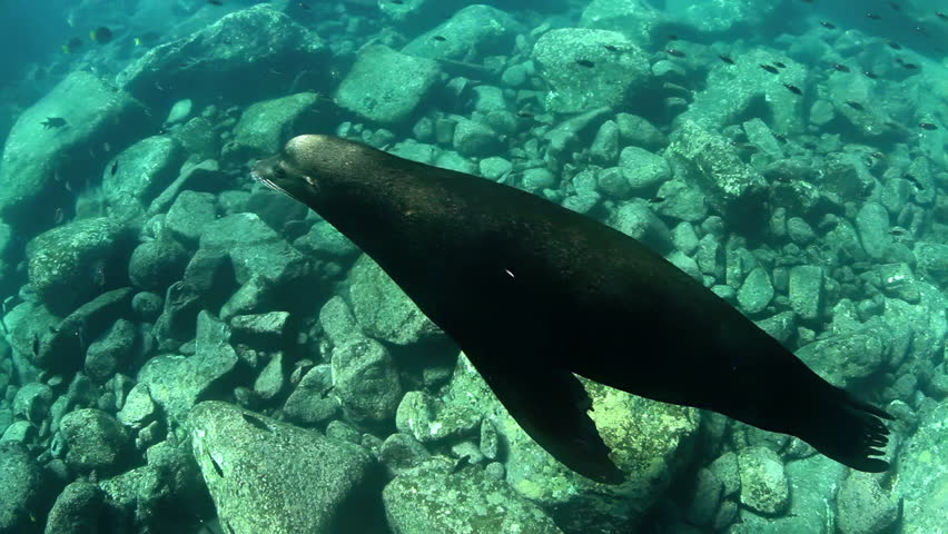 Underwater shots of sea lions, while scuba diving in cabo pulmo, baja california sur, mexico