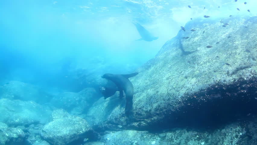 Underwater shots of sea lions, while scuba diving in cabo pulmo, baja california sur, mexico