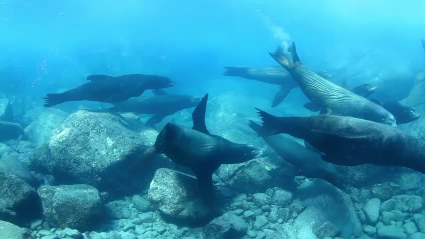 Underwater shots of sea lions, while scuba diving in cabo pulmo, baja california sur, mexico