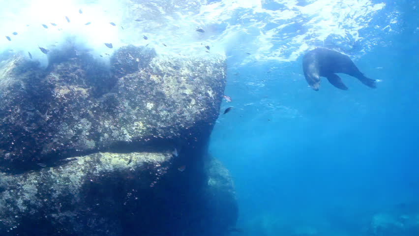 Underwater shots of sea lions, while scuba diving in cabo pulmo, baja california sur, mexico