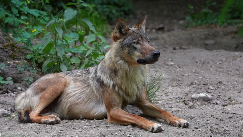 The wolf, Canis lupus, also known as the grey wolf or timber wolf is a canine native to the wilderness and remote areas of Eurasia and North America.
