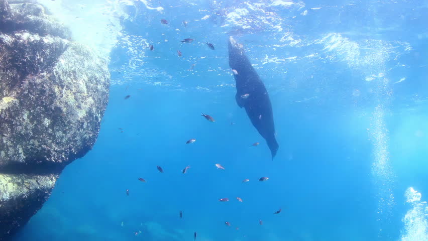 Underwater shots of sea lions, while scuba diving in cabo pulmo, baja california sur, mexico