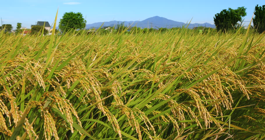 Beautifully planted rice in a paddy field