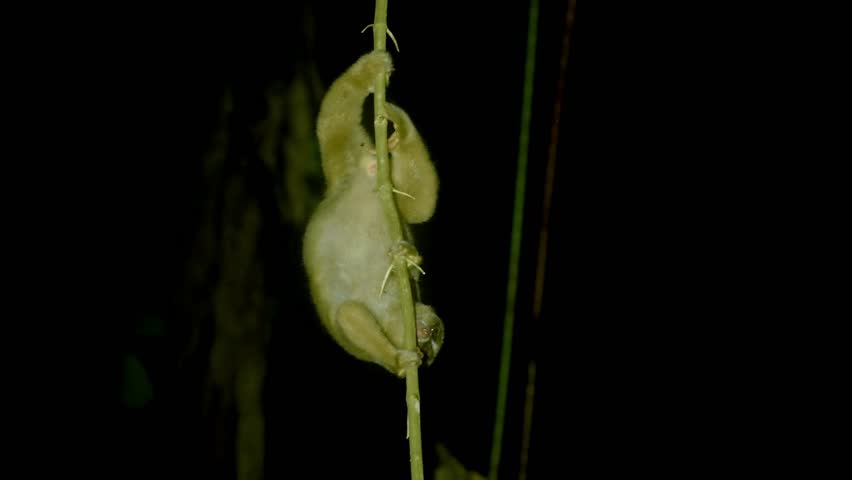 Philippine or Bornean Slow Loris - Nycticebus menagensis philippinus coucang is strepsirrhine primate native to the north and east of Borneo and in the Philippines. Nocturnal animal at night.