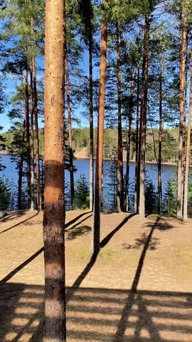 Pine forest with lake view in sunny day