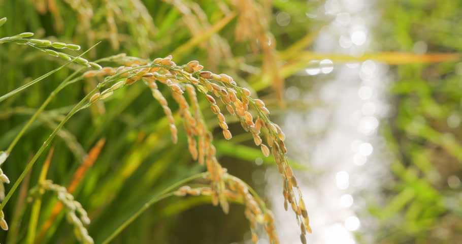 Beautifully planted rice in a paddy field
