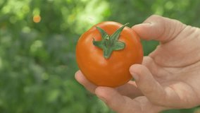 Organic tomato resting in hand. Homegrown with attention to sustainability. Juicy texture and deep color highlight quality. Great choice for wholesome meals and healthy diet plans - Powered by Shutterstock - Get 15% off with code: PIKWIZARD15