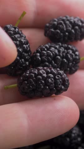 Fresh black mulberries piled up. Farmer inspects fruit, confirming ripeness. Berries promise rich flavor and high-quality yield. Great for healthy snacks or added to desserts