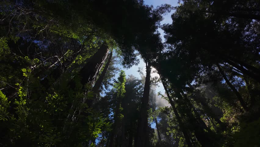 Video from Tin House Trail in Big Sur, California, USA. Scenic mountain slopes above the Pacific Ocean with coastal fog, wild vegetation, and historic trail views in Julia Pfeiffer Burns State Park