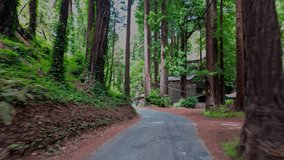 Dynamic driving footage through a redwood forest road in California, USA. Camera mounted on a moving car shows tall trees, wooden stairs, and rustic cabins along the scenic woodland path - Powered by Shutterstock - Get 15% off with code: PIKWIZARD15