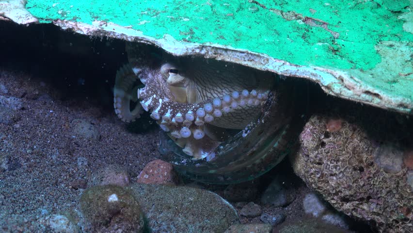 Coconut octopus (Amphioctopus marginatus) in a glass bottle moves out from under rocks and a concrete slab, carries the bottle several centimeters, and settles on the seabed.