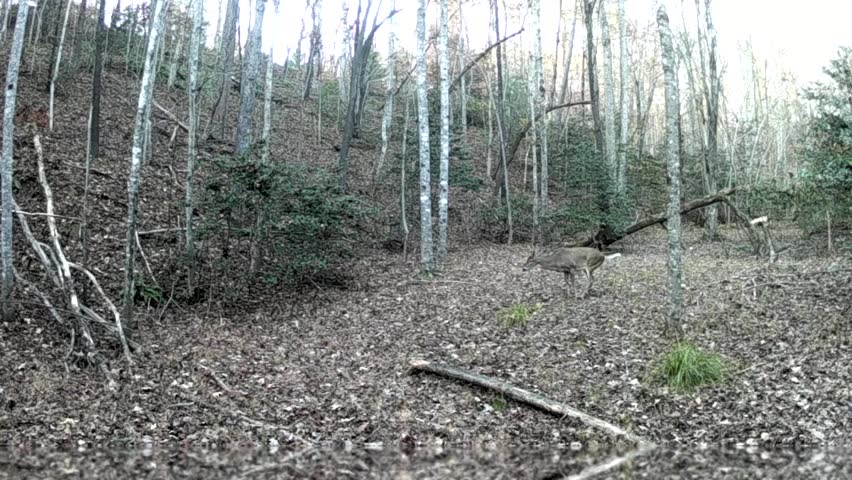 A buck stands in a strange posture during the night in the North Carolina foothills, captured by a trail camera. Recorded in November 2022.