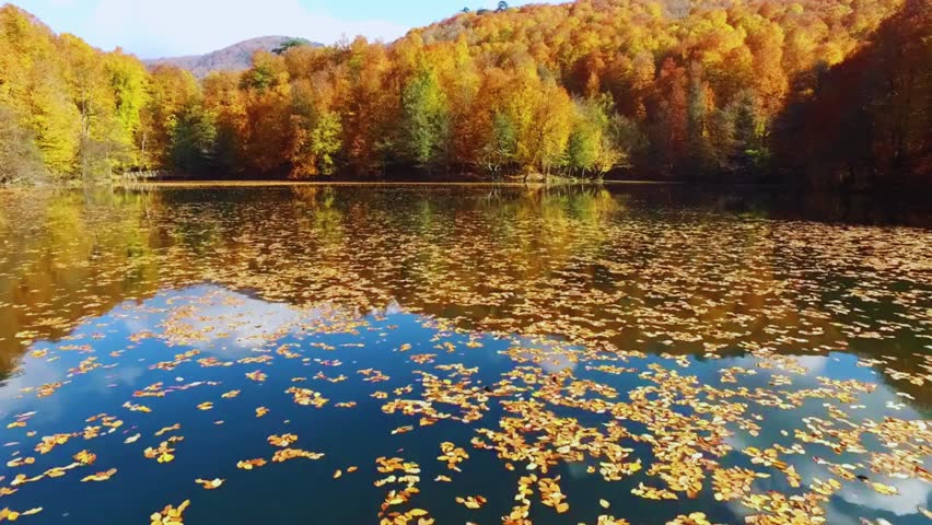 Experience the beauty of autumn. The lake reflects the sky and the golden leaves. A peaceful and serene scene. Nature