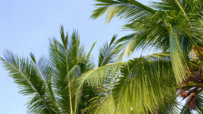 Tropical palm leaves gently swaying against a clear blue sky in relaxing breeze