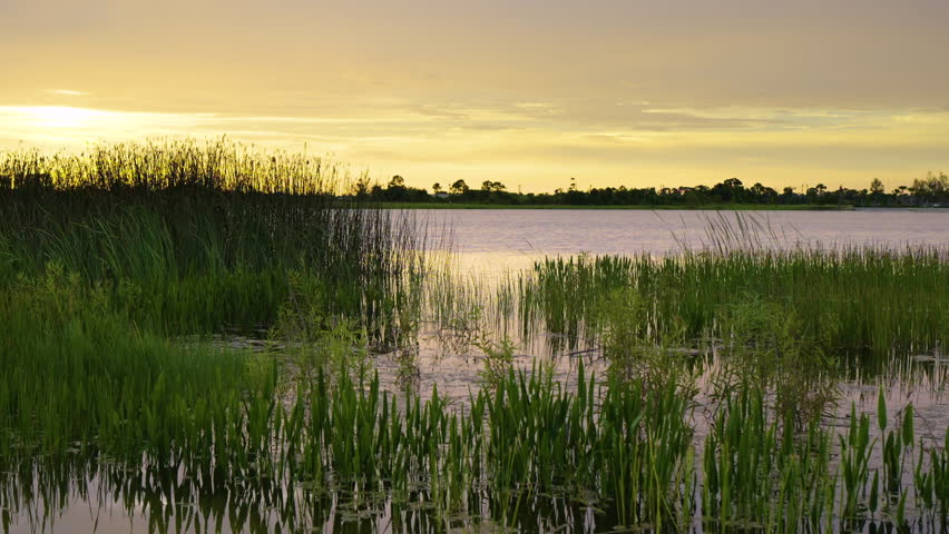 Evening landscape over lake water in southern tropical wetlands. Amazing Florida nature at sunset