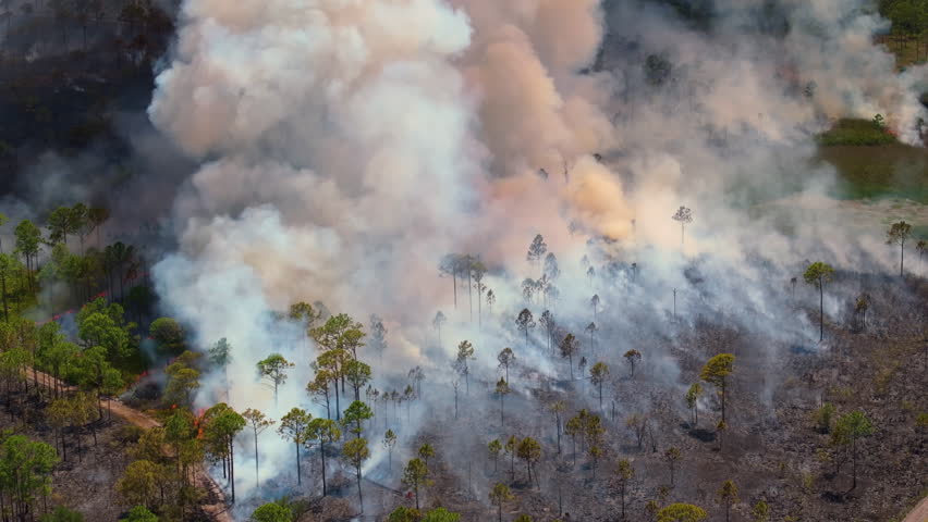 Dry season vegetation fire ignites Florida forest, with uncontrolled flames advancing through dense woods and toxic smoke.