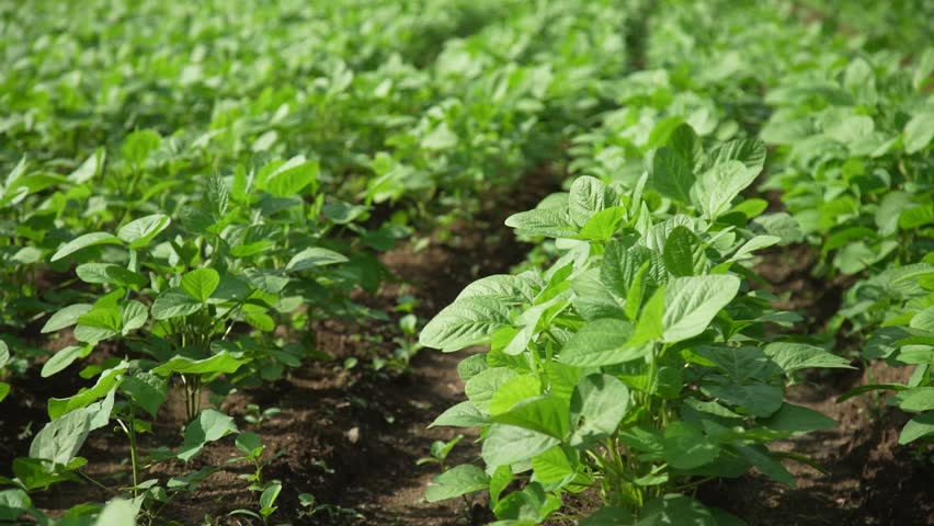 Soybean fields swaying in the wind