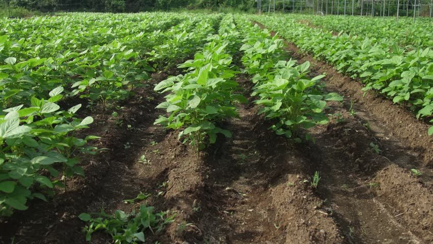 Soybean fields swaying in the wind